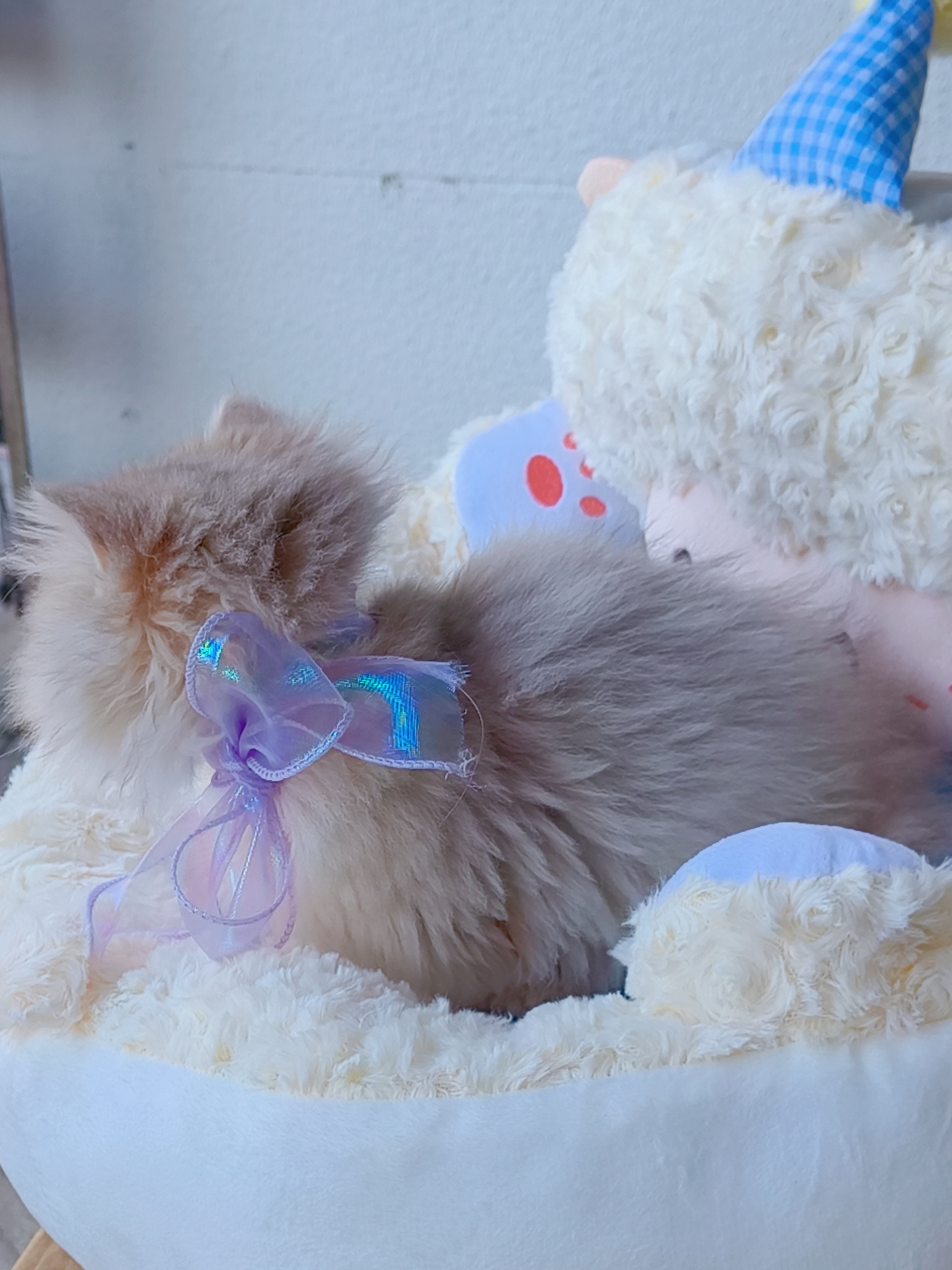 精品长毛蓝金渐层,包邮,送套用品